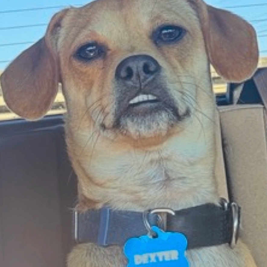 Dexter is registered to the contest to win money with this photo: animal, blue_tag, brown_fur, canine, car, closeup, collar, cute, daylight, dog, ears, indoor, pet, portrait, seat, snout, tag, underbite, whiskers, window