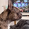 Diamond joined the competition — help win amazing prizes! dog, french_bulldog, brindle, side_profile, pet, indoor, blanket, television, blurred_background, cozy, fur, canine, close_up, animal, mammal, companion, watching, resting, home, portrait