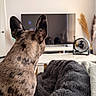 dog, spotted, ears, blanket, television, fan, living_room, cozy, fur, pet, indoor, watching, furniture, blanket_texture, wall, table, decor, relaxation, spot, animal
