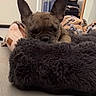 Diamond is registered to the contest to win money with this photo: dog, french_bulldog, pet, blanket, indoor, cozy, resting, fur, ears, face, animal, cute, laying_down, bedroom, home, comfort, soft, relaxed, canine, sleepy