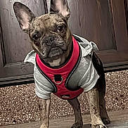 Diamond joined the competition — help win amazing prizes! dog, french_bulldog, pet, animal, hoodie, harness, brindle, standing, door, doorstep, wooden_door, texture, fur, ears, cute, looking, front_view, indoors, muzzle, paws