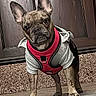 dog, french_bulldog, pet, animal, hoodie, harness, brindle, standing, door, doorstep, wooden_door, texture, fur, ears, cute, looking, front_view, indoors, muzzle, paws