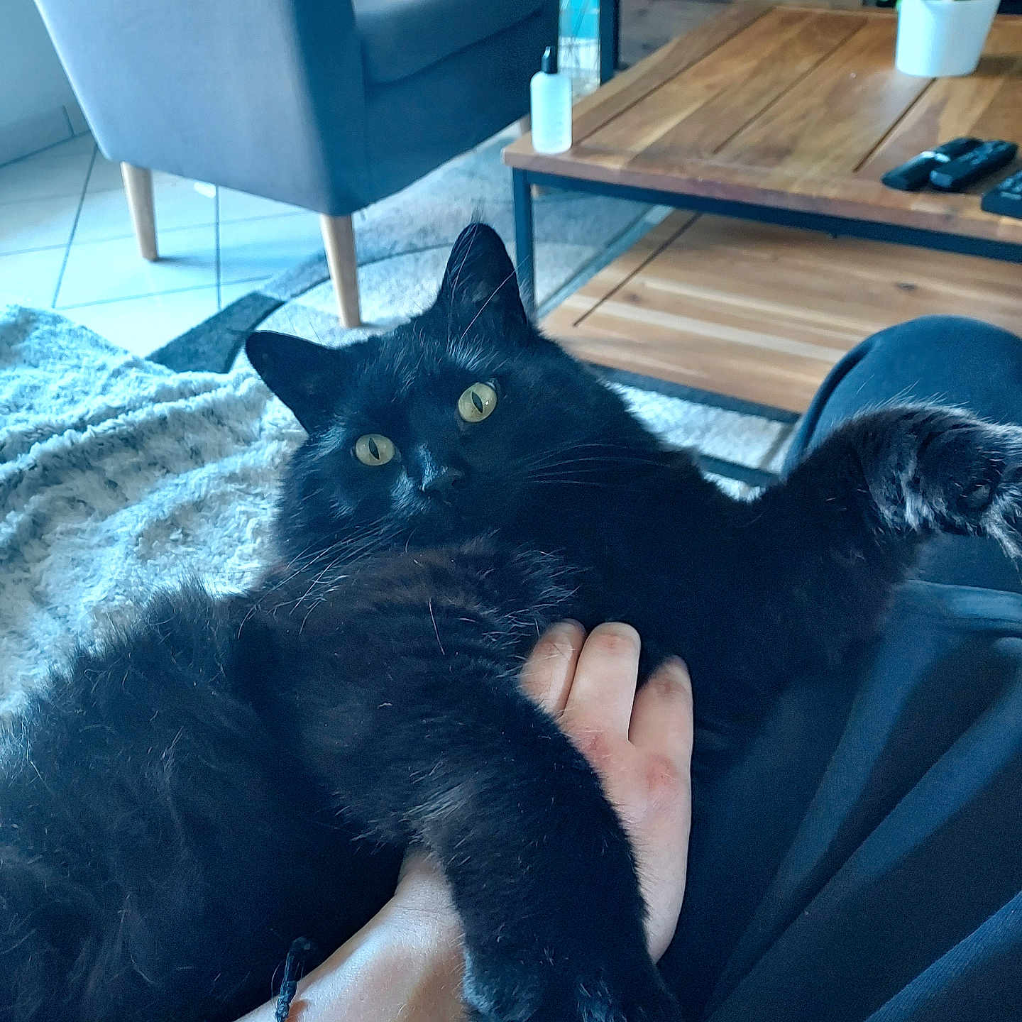 Neko a rejoint le concours — aidez-le/la à gagner de superbes lots ! animal, architecture, armchair, blackcat, building, cat, chair, couch, furniture, hardwood, indoors, interiordesign, kitten, livingroom, pet, plant, pottedplant, room, table, wood