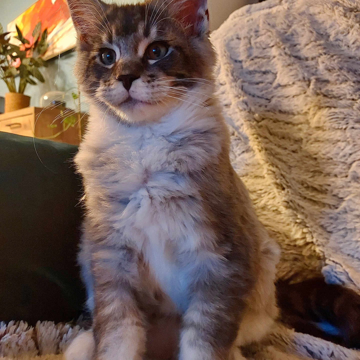 Willow