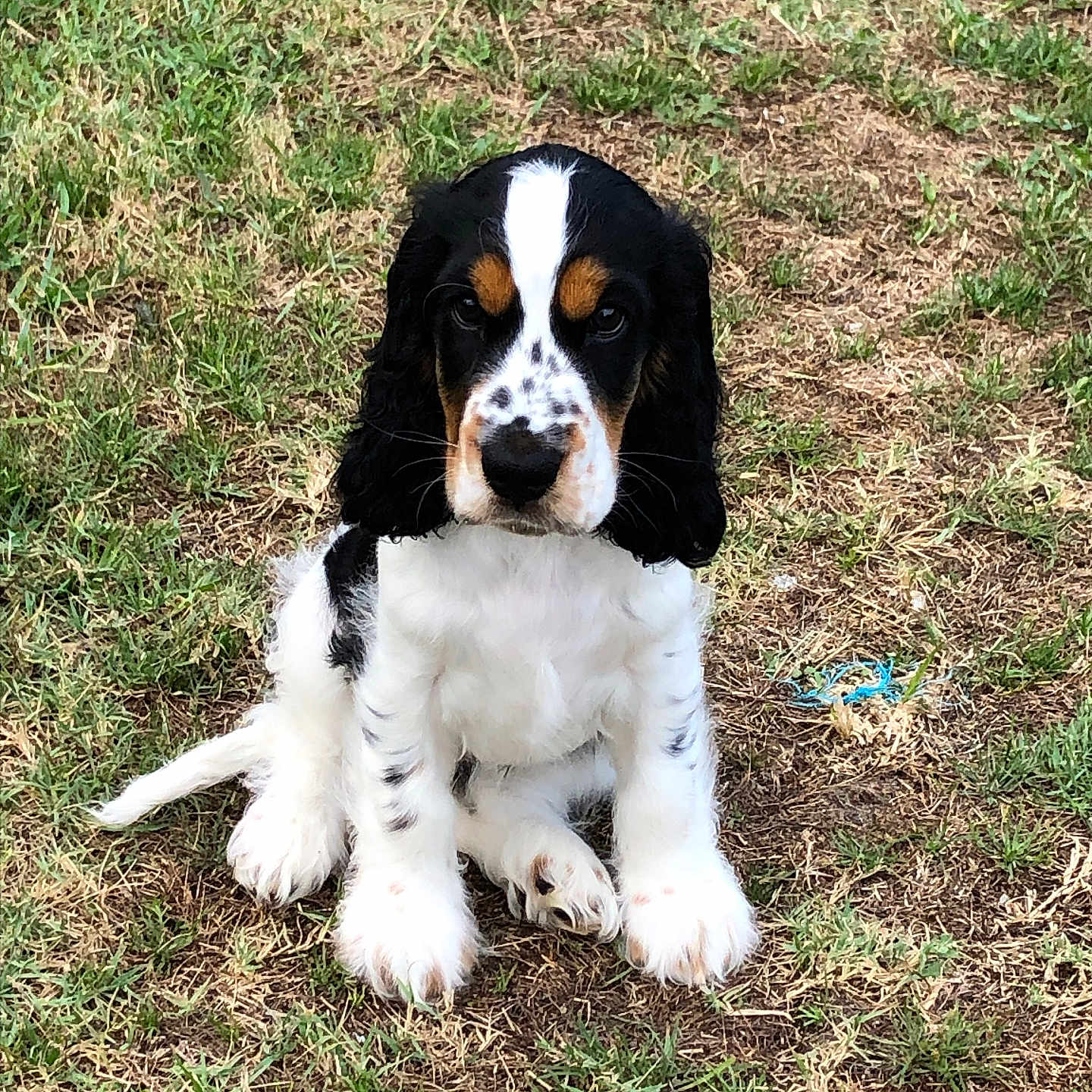 Varian participe au concours pour gagner de l'argent avec cette photo : animal, ball, canine, cockerspaniel, dog, field, football, grass, grassland, green, hound, lawn, nature, outdoors, pet, plant, puppy, soccer, soccerball, sport
