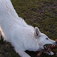 Saïko a rejoint le concours — aidez-le/la à gagner de superbes lots ! animal, arcticfox, canine, coyote, dog, eskimodog, fox, husky, pet, puppy, redwolf, whitedog, wolf