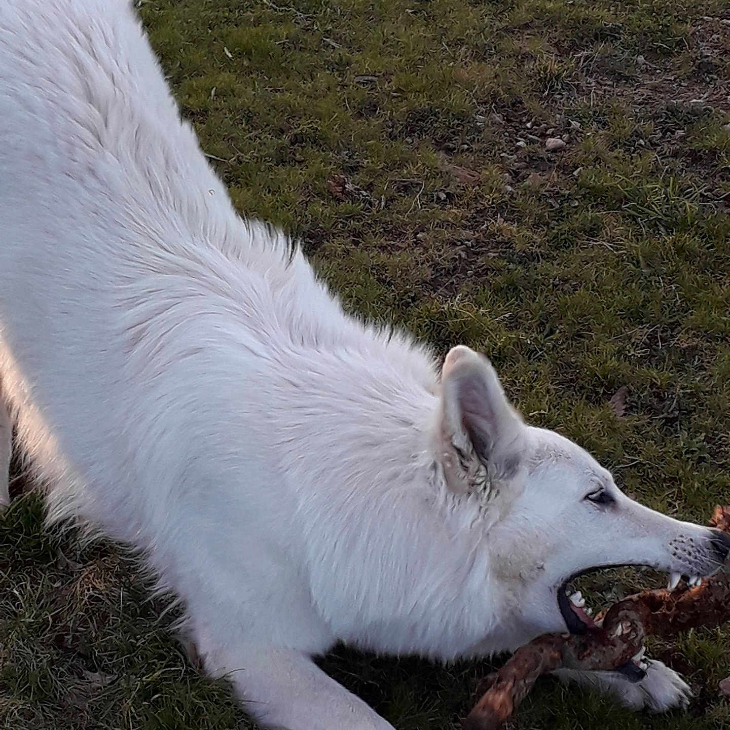 Saïko a rejoint le concours — aidez-le/la à gagner de superbes lots ! animal, arcticfox, canine, coyote, dog, eskimodog, fox, husky, pet, puppy, redwolf, whitedog, wolf