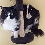 Mojito a rejoint le concours — aidez-le/la à gagner de superbes lots ! accessories, angora, animal, art, blackcat, cat, chime, earring, electronics, handicraft, hardware, indoors, jewelry, kitten, lamp, manx, musicalinstrument, pet, plush, toy