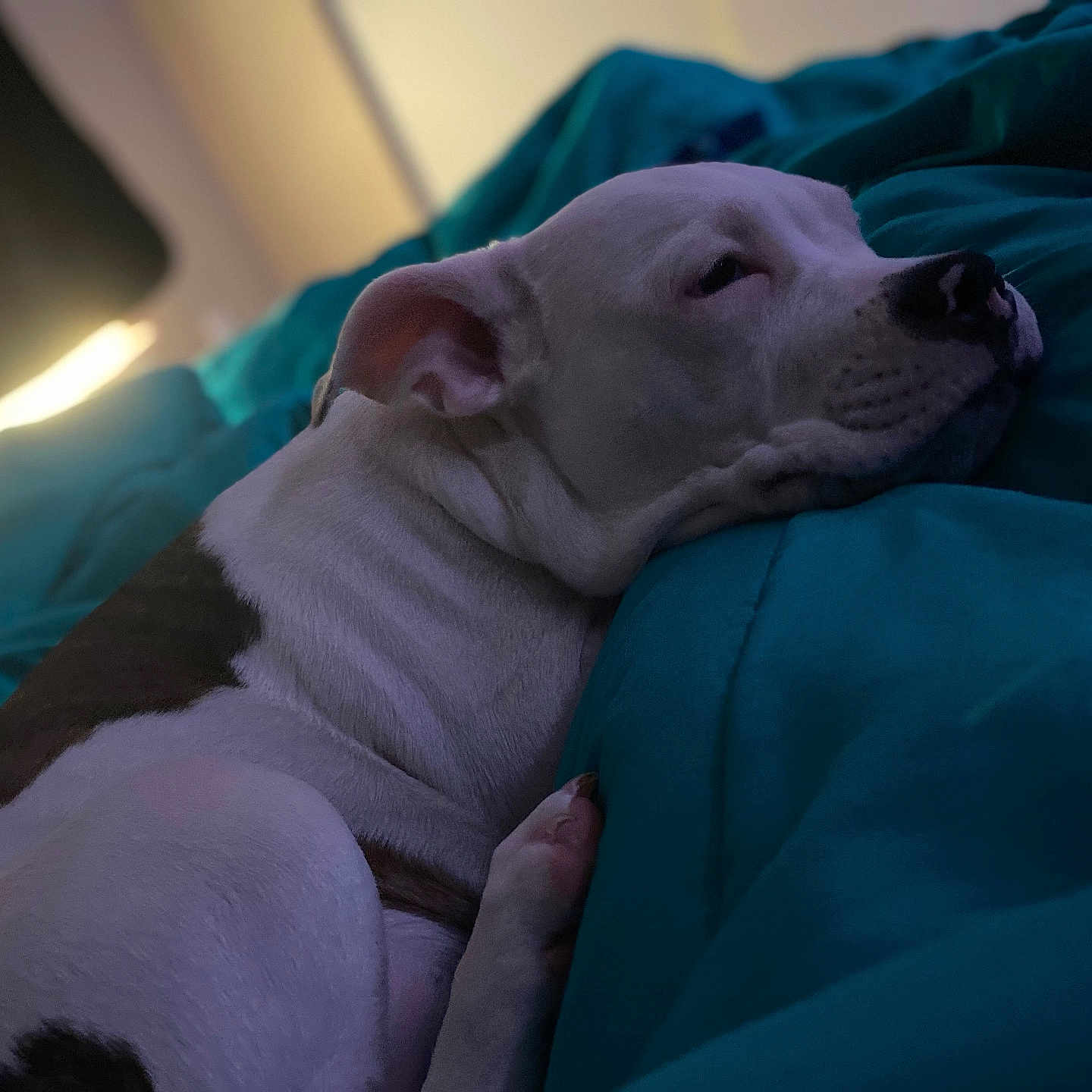 Winry joined the competition — help win amazing prizes! animal, bed, bedroom, blanket, bodypart, bulldog, canine, couch, dog, finger, furniture, hand, hound, indoors, person, pet, pitbull, puppy, room, sleeping