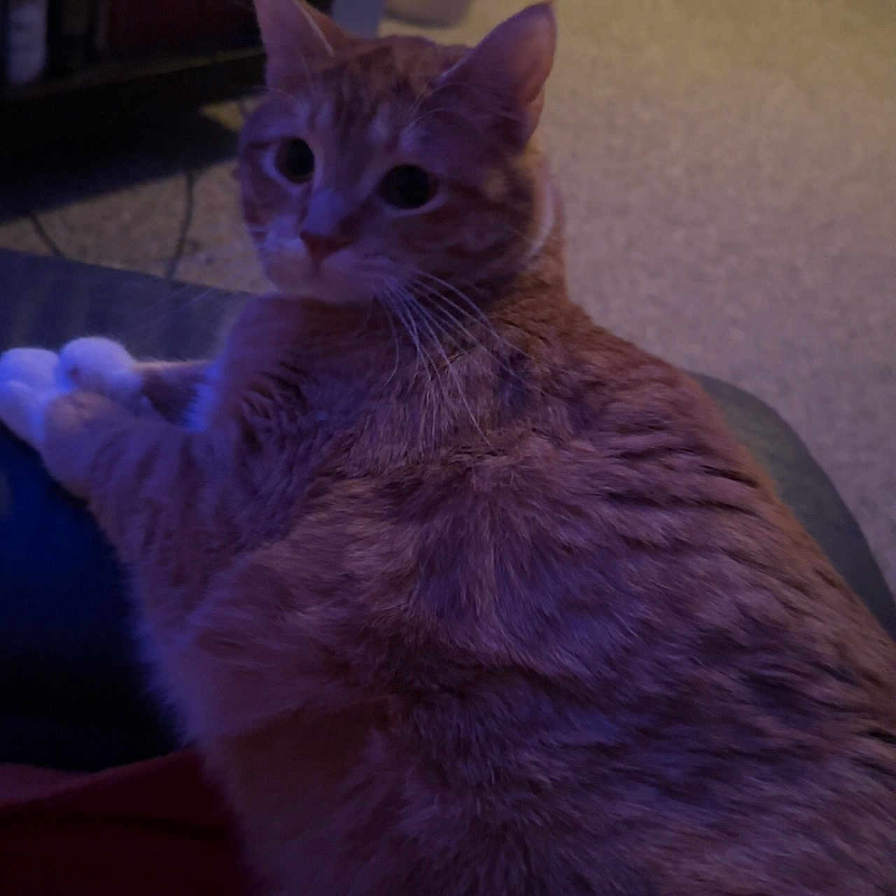 Mew