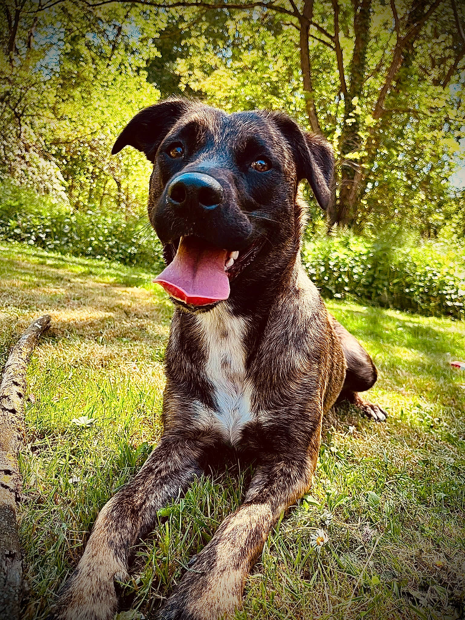 Ashka participe au concours pour gagner de l'argent avec cette photo : canidae, carnivore, collar, companion_dog, dog, dog_breed, dog_collar, fawn, grass, groundcover, gun_dog, liver, plant, snout, sporting_group, terrestrial_animal, tree, working_animal, working_dog, working_terrier