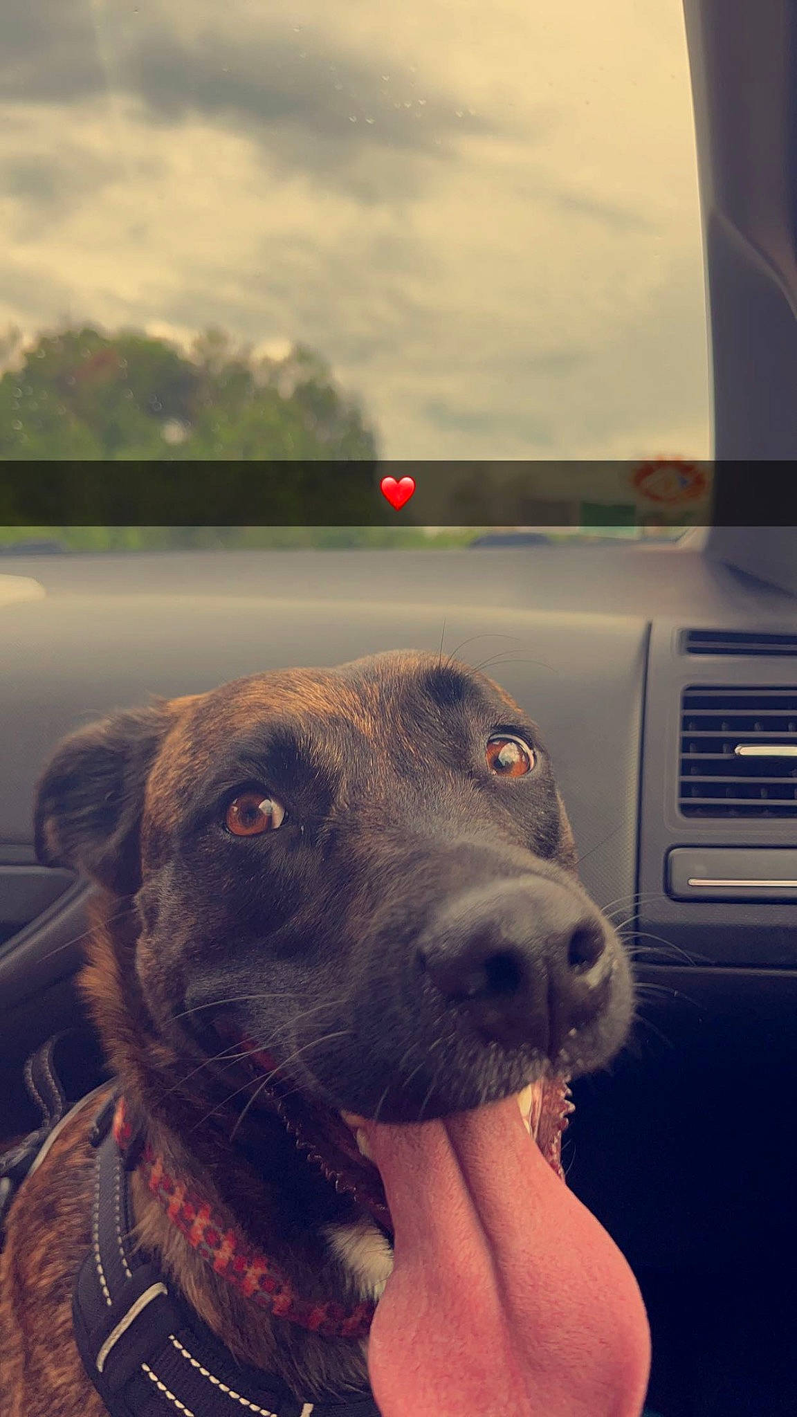 Ashka a rejoint le concours — aidez-le/la à gagner de superbes lots ! automotive_lighting, automotive_window_part, carnivore, cloud, collar, companion_dog, dog, dog_breed, dog_collar, family_car, fawn, light, liver, sky, snout, sporting_group, vehicle_door, whiskers, windshield, working_animal