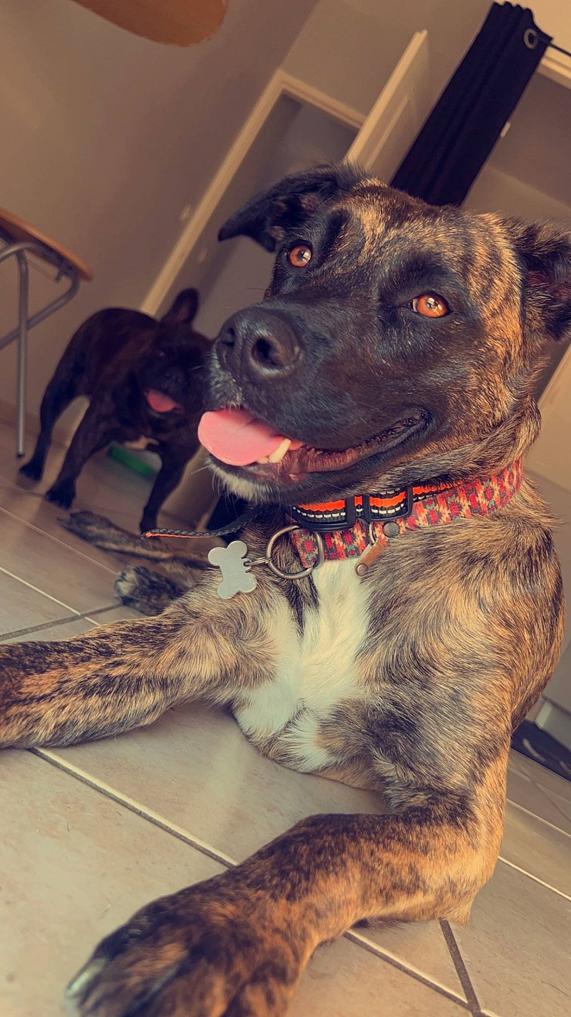 Ashka participe au concours pour gagner de l'argent avec cette photo : borador, carnivore, chair, collar, companion_dog, dog, dog_breed, dog_collar, fawn, fur, guard_dog, leash, non_sporting_group, pet_supply, snout, sporting_group, tail, whiskers, working_animal, working_dog