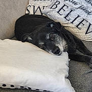 Harry participe au concours pour gagner de l'argent avec cette photo : dog, black_dog, resting, pillow, couch, cushion, text_on_cushion, indoor, pet, animal, relaxed, head_on_pillow, gray_muzzle, fur, snout, comfort, domestic, close_up, home, laying_down