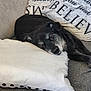 dog, black_dog, resting, pillow, couch, cushion, text_on_cushion, indoor, pet, animal, relaxed, head_on_pillow, gray_muzzle, fur, snout, comfort, domestic, close_up, home, laying_down