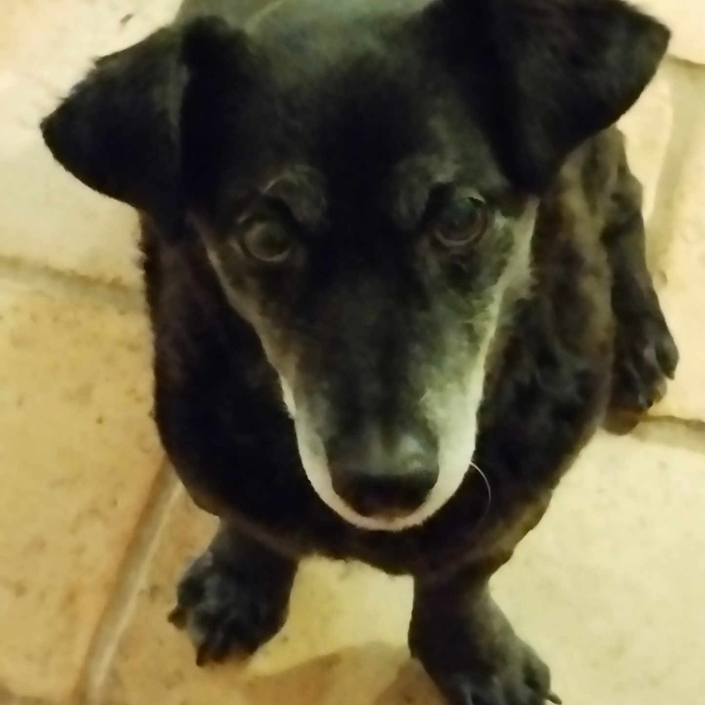 Harry a rejoint le concours — aidez-le/la à gagner de superbes lots ! animal, black_dog, canine, companion, curious, cute, dog, domestic_animal, ears, floor, fur, indoor, looking_up, muzzle, paws, pet, portrait, small_dog, tile, whiskers