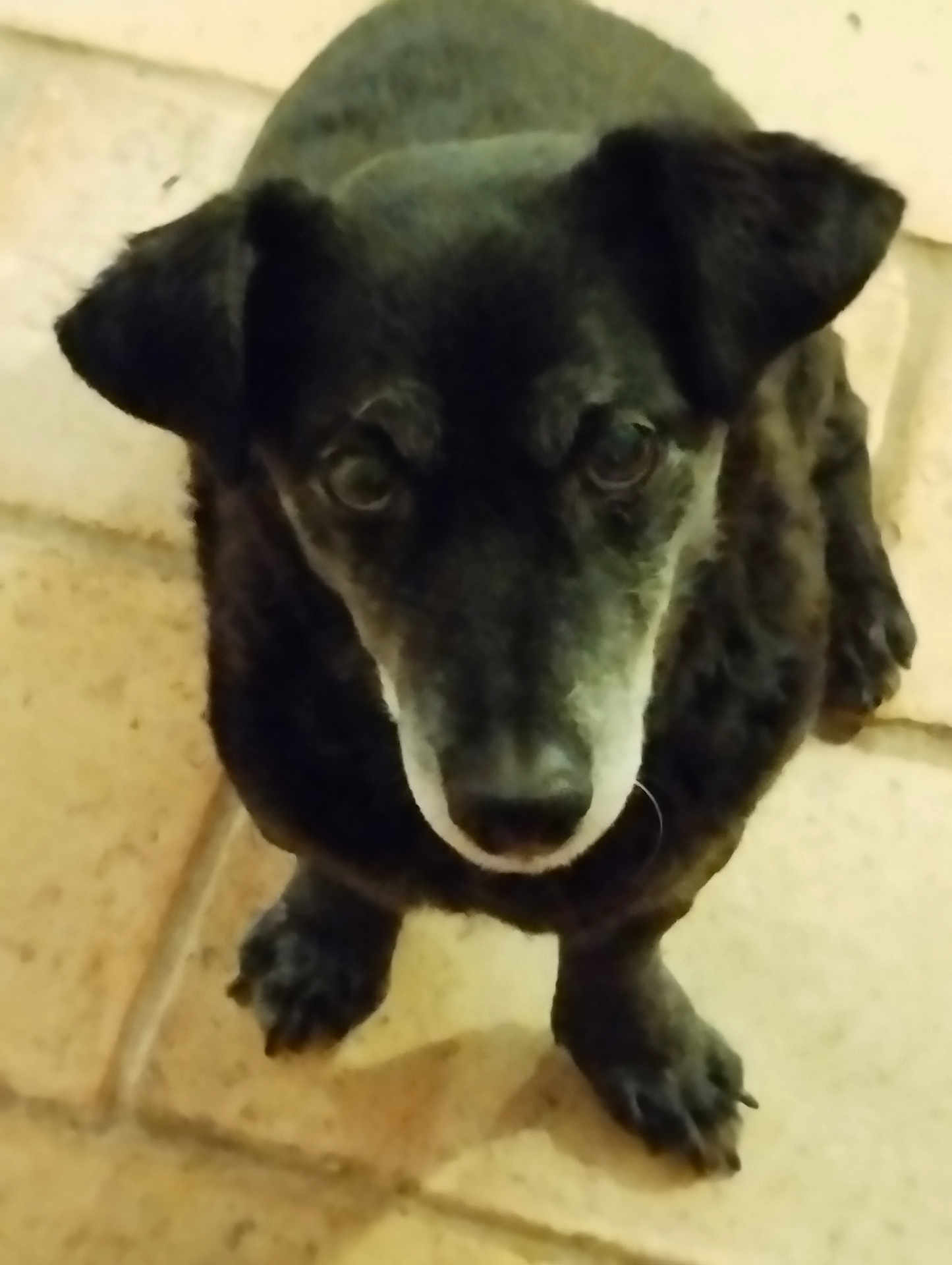 Harry a rejoint le concours — aidez-le/la à gagner de superbes lots ! dog, black_dog, pet, animal, floor, tile, looking_up, ears, paws, muzzle, indoor, curious, canine, companion, cute, small_dog, domestic_animal, fur, whiskers, portrait