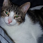 Maya participe au concours pour gagner de l'argent avec cette photo : cat, close_up, tabby, white_fur, green_eyes, pink_nose, whiskers, relaxed, indoor, pet, feline, animal, sleepy, resting, soft_fur, portrait, domestic_cat, laying, cute, cozy