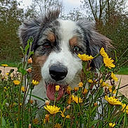 Naya a rejoint le concours — aidez-le/la à gagner de superbes lots ! dog, animal, pet, outdoor, nature, flowers, yellow_flowers, greenery, grass, tongue_out, close_up, face, canine, happy, cute, fur, ears, snout, garden, spring
