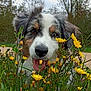 dog, animal, pet, outdoor, nature, flowers, yellow_flowers, greenery, grass, tongue_out, close_up, face, canine, happy, cute, fur, ears, snout, garden, spring