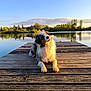 dog, lake, dock, wood, water, reflection, trees, sunlight, nature, outdoor, animal, pet, fur, sky, clouds, calm, golden_hour, relaxing, curious, landscape