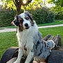 dog, australian_shepherd, outdoor, park, tree, wooden_logs, grass, sunlight, greenery, fur, curious, pet, animal, nature, daylight, canine, playful, bench, tail, ears