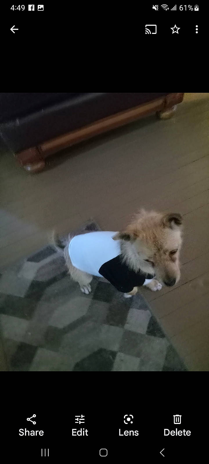 Forrest joined the competition — help win amazing prizes! canidae, carnivore, companion_dog, dog, dog_breed, fawn, felidae, flooring, fur, hardwood, paw, small_to_medium_sized_cats, snout, sporting_group, tail, toy_dog, vehicle_door, whiskers, wing, wood