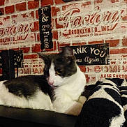 Memphis a rejoint le concours — aidez-le/la à gagner de superbes lots ! cat, cat_like_mammal, domestic_short_haired_cat, fur, kitten, photo_caption, small_to_medium_sized_cats, whiskers