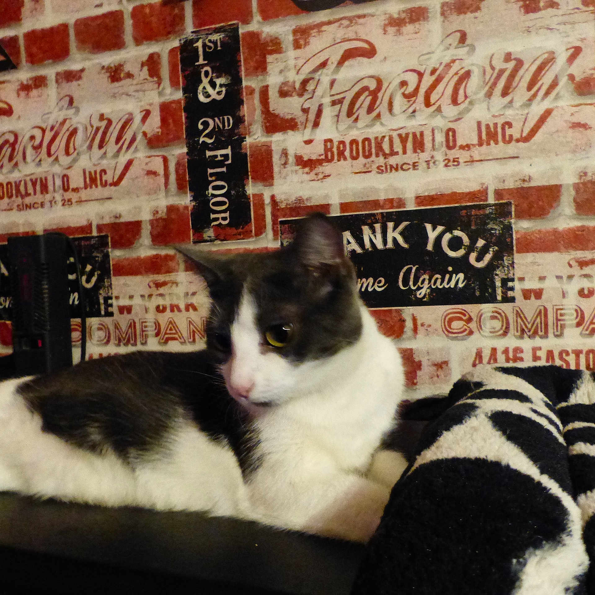 Memphis a rejoint le concours — aidez-le/la à gagner de superbes lots ! cat, cat_like_mammal, domestic_short_haired_cat, fur, kitten, photo_caption, small_to_medium_sized_cats, whiskers