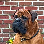 Tyi is registered to the contest to win money with this photo: animal, background, black_muzzle, brick_wall, brown_dog, calm, canine, close_up, collar, dog, domestic_animal, flowers, nature, outdoor, pet, portrait, serious_expression, sitting, wrinkled_face, yellow_flowers