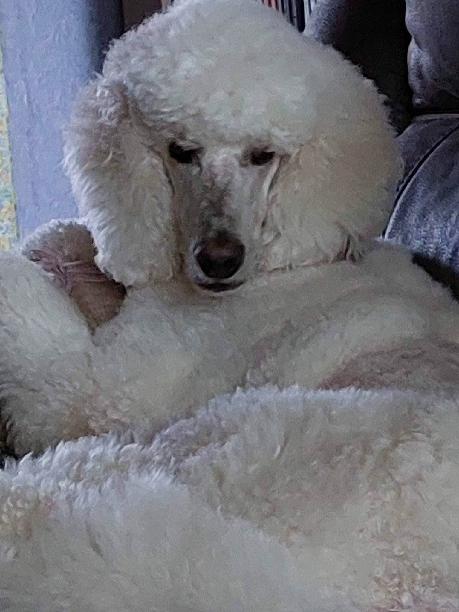 Kendji participe au concours pour gagner de l'argent avec cette photo : canidae, carnivore, companion_dog, dog, dog_breed, dog_collar, freezing, fur, giant_dog_breed, non_sporting_group, pet_supply, poodle, snow, sporting_group, toy_dog, water_dog, winter, working_animal