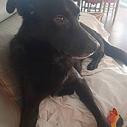 Landry a rejoint le concours — aidez-le/la à gagner de superbes lots ! animal, black_dog, blanket, canine, chair, closeup, couch, dog, domestic, floor, furniture, home, indoor, laying_down, natural_light, pet, relaxed, resting, table, toy