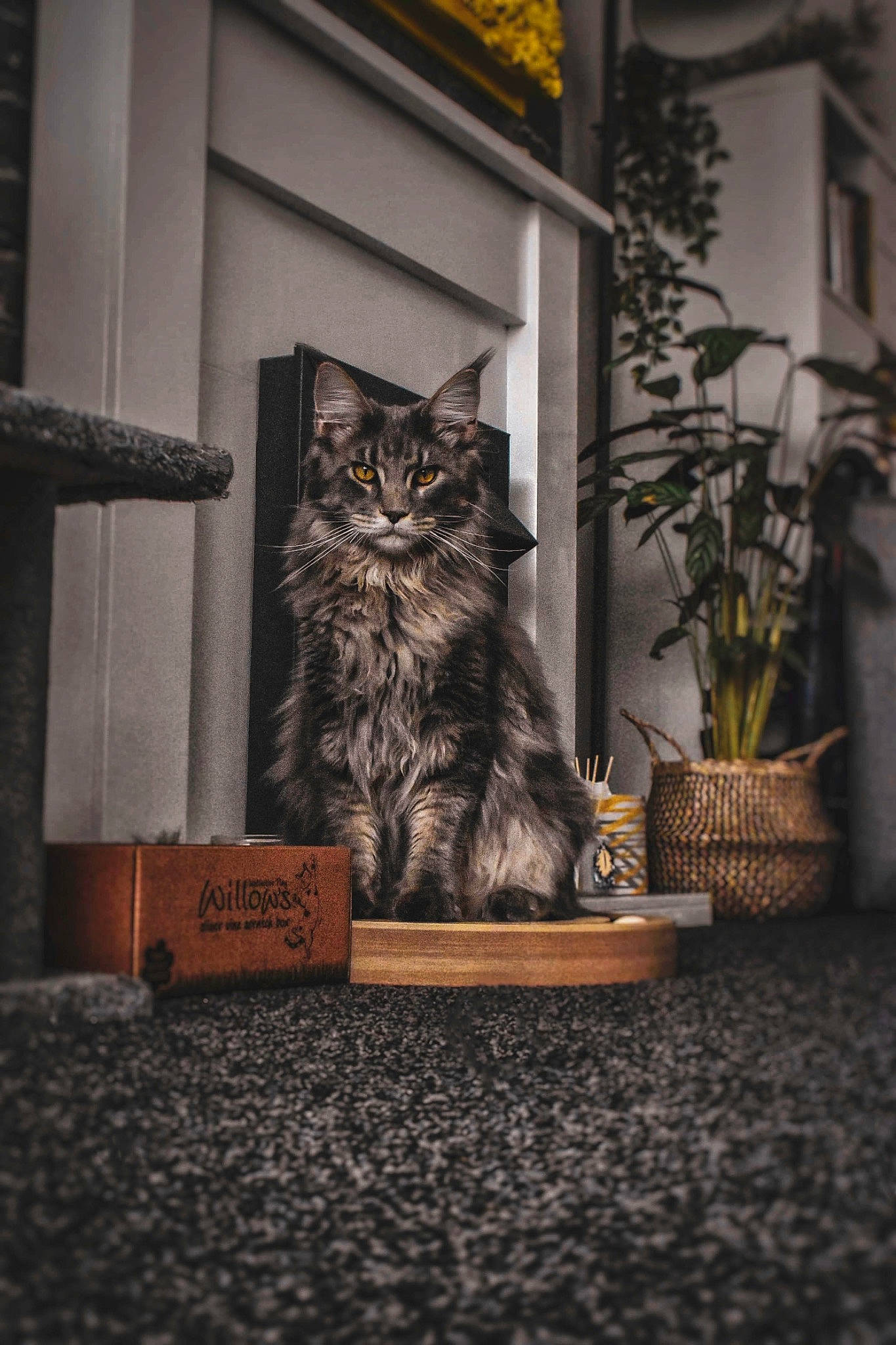 Obi is registered to the contest to win money with this photo: black_and_white, carnivore, cat, darkness, felidae, flowerpot, grass, grey, houseplant, monochrome, monochrome_photography, plant, small_to_medium_sized_cats, snout, tail, vertebrate, whiskers, window, wood, yellow