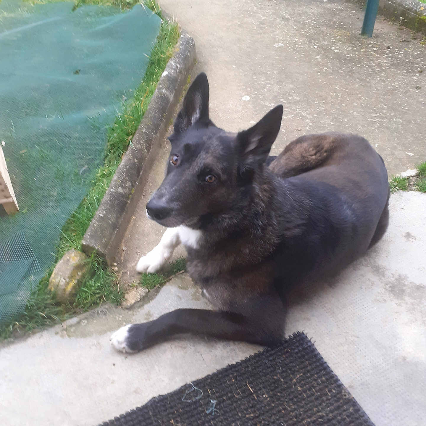 Prince participe au concours pour gagner de l'argent avec cette photo : accessories, animal, canine, chihuahua, dog, flagstone, germanshepherd, grass, husky, leash, mat, path, pet, plant, policedog, puppy, sidewalk, slate, strap, walkway