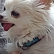 Ollie is registered to the contest to win money with this photo: dog, tongue_out, white_fur, fluffy, pet, collar, ears, cute, small_dog, indoor, resting, close_up, animal, paw, canine, fur, snout, companion, bed, relaxed