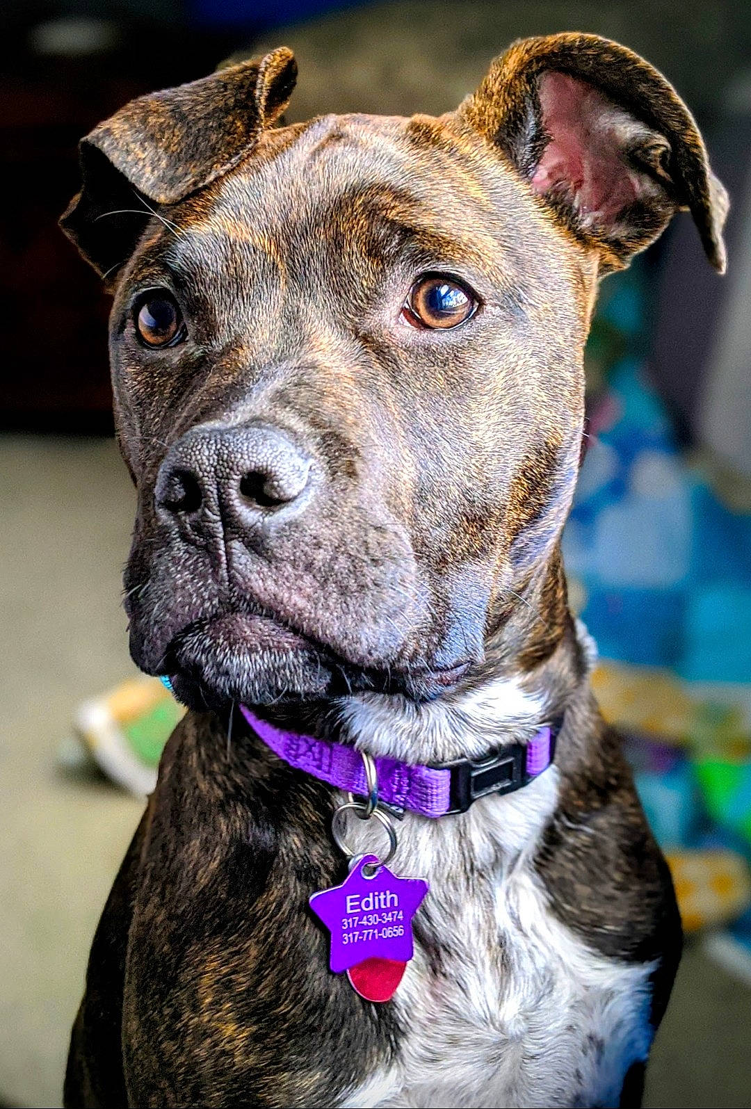 Edith is registered to the contest to win money with this photo: canidae, carnivore, collar, companion_dog, dog, dog_breed, dog_collar, ear, fashion_accessory, fawn, fur, leash, liver, pet_supply, snout, sporting_group, whiskers, working_animal, working_dog, wrinkle