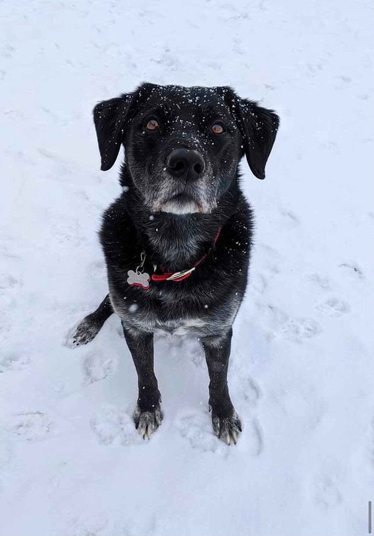 Finnigan joined the competition — help win amazing prizes! borador, canidae, carnivore, collar, companion_dog, dog, dog_breed, dog_collar, dog_supply, fawn, freezing, fur, pet_supply, snout, snow, sporting_group, tail, whiskers, winter, working_animal