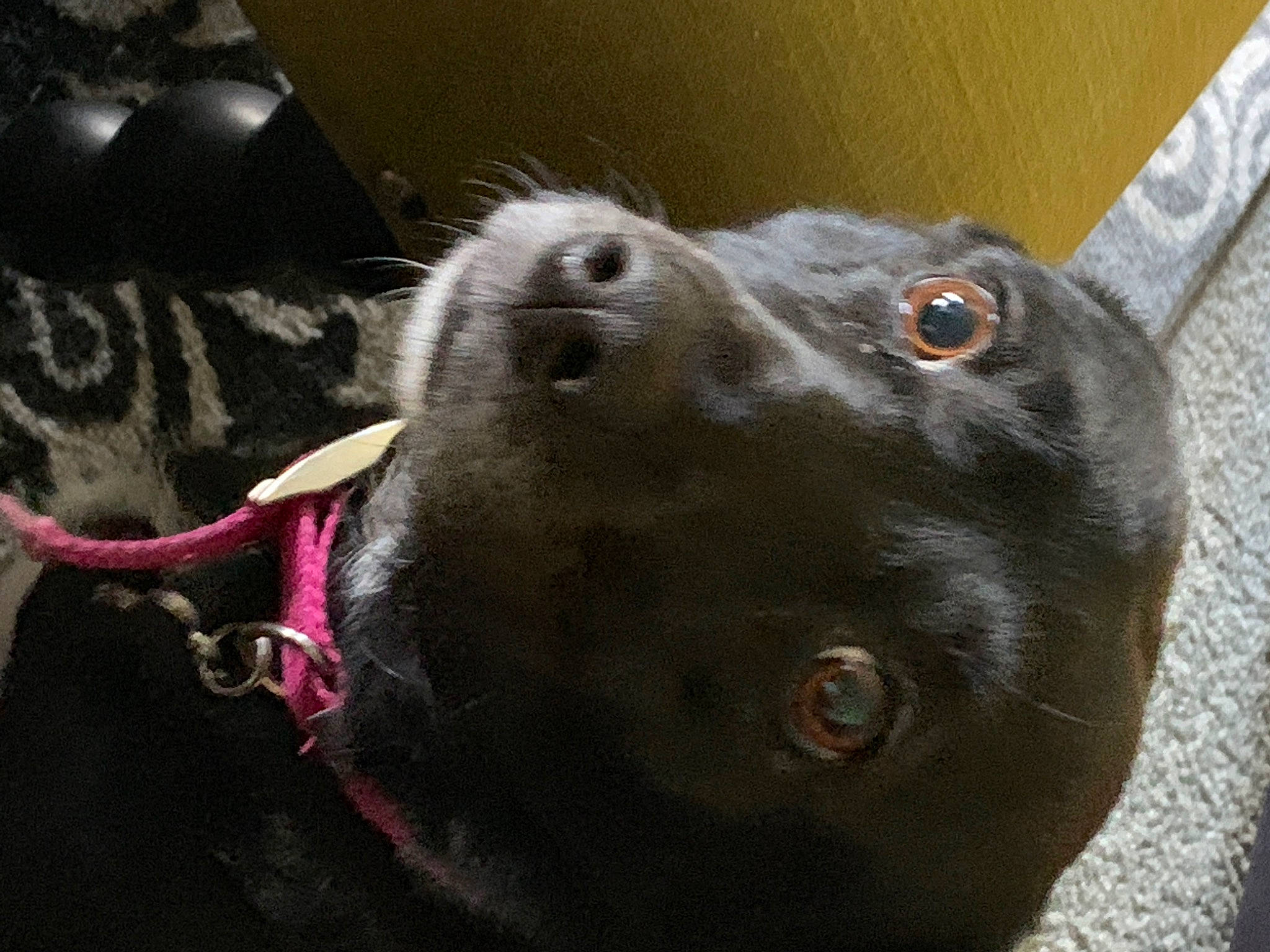 Lucinda joined the competition — help win amazing prizes! borador, canidae, carnivore, collar, companion_dog, dog, dog_breed, ear, fawn, fur, liver, non_sporting_group, snout, sporting_group, terrestrial_animal, whiskers, working_animal