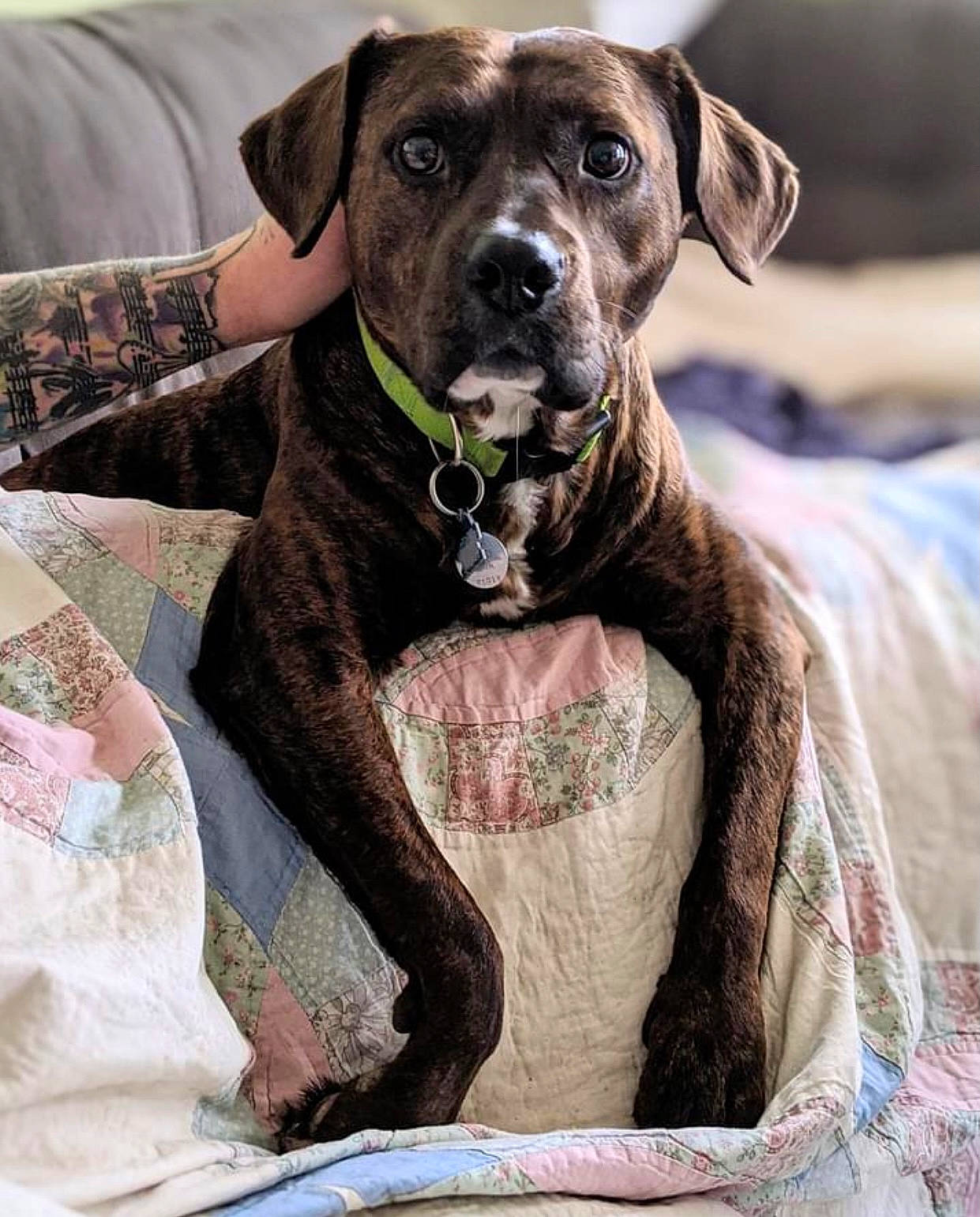 Wesley joined the competition — help win amazing prizes! canidae, carnivore, collar, companion_dog, dog, dog_breed, dog_collar, dog_supply, fawn, fur, gun_dog, hunting_dog, liver, pet_supply, snout, sporting_group, terrestrial_animal, working_animal, working_dog