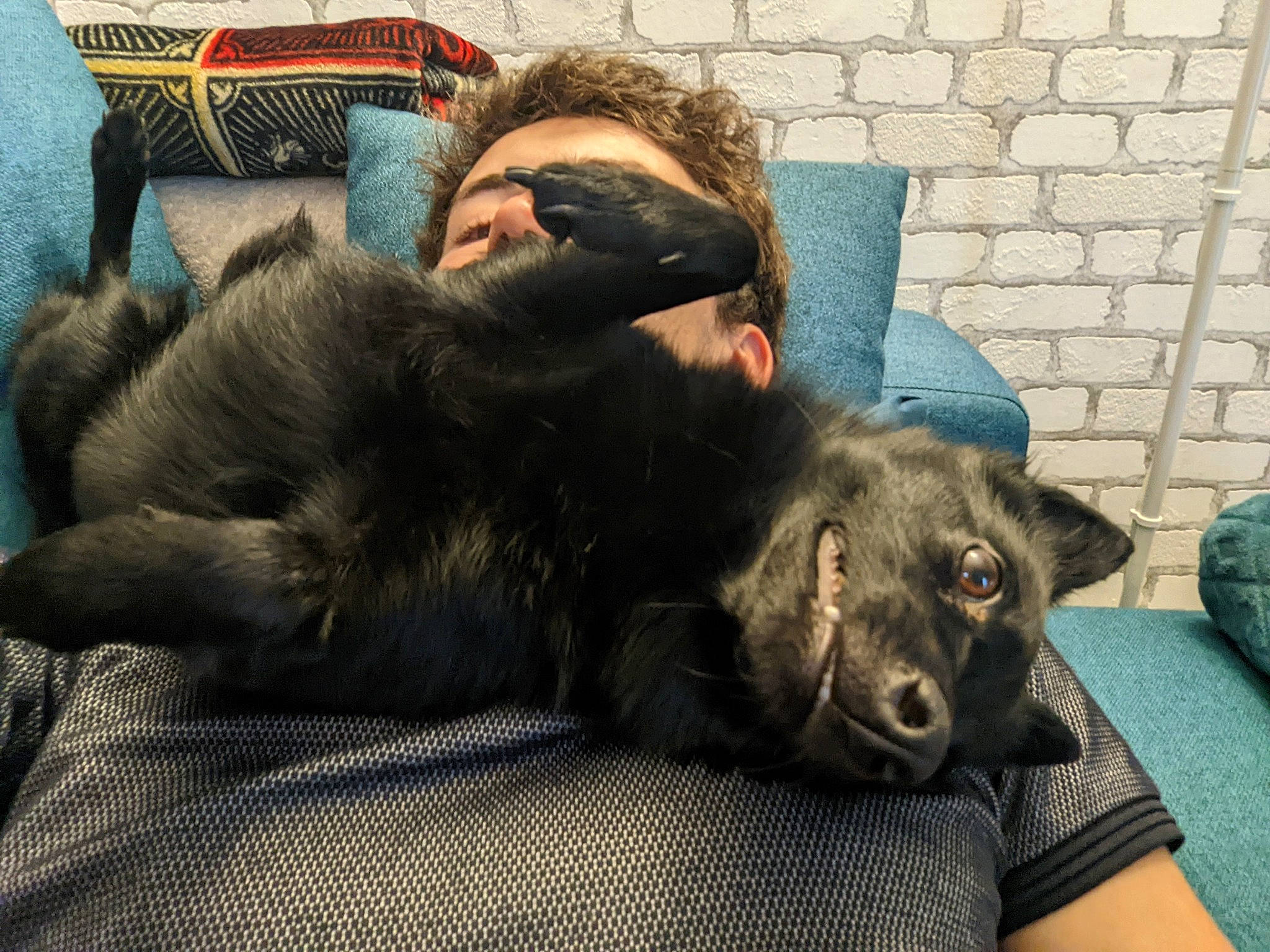 Romy participe au concours pour gagner de l'argent avec cette photo : brick, canidae, carnivore, claw, comfort, companion_dog, dog, dog_breed, ear, felidae, fur, grey, guard_dog, liver, nap, natural_material, snout, sporting_group, whiskers, working_animal