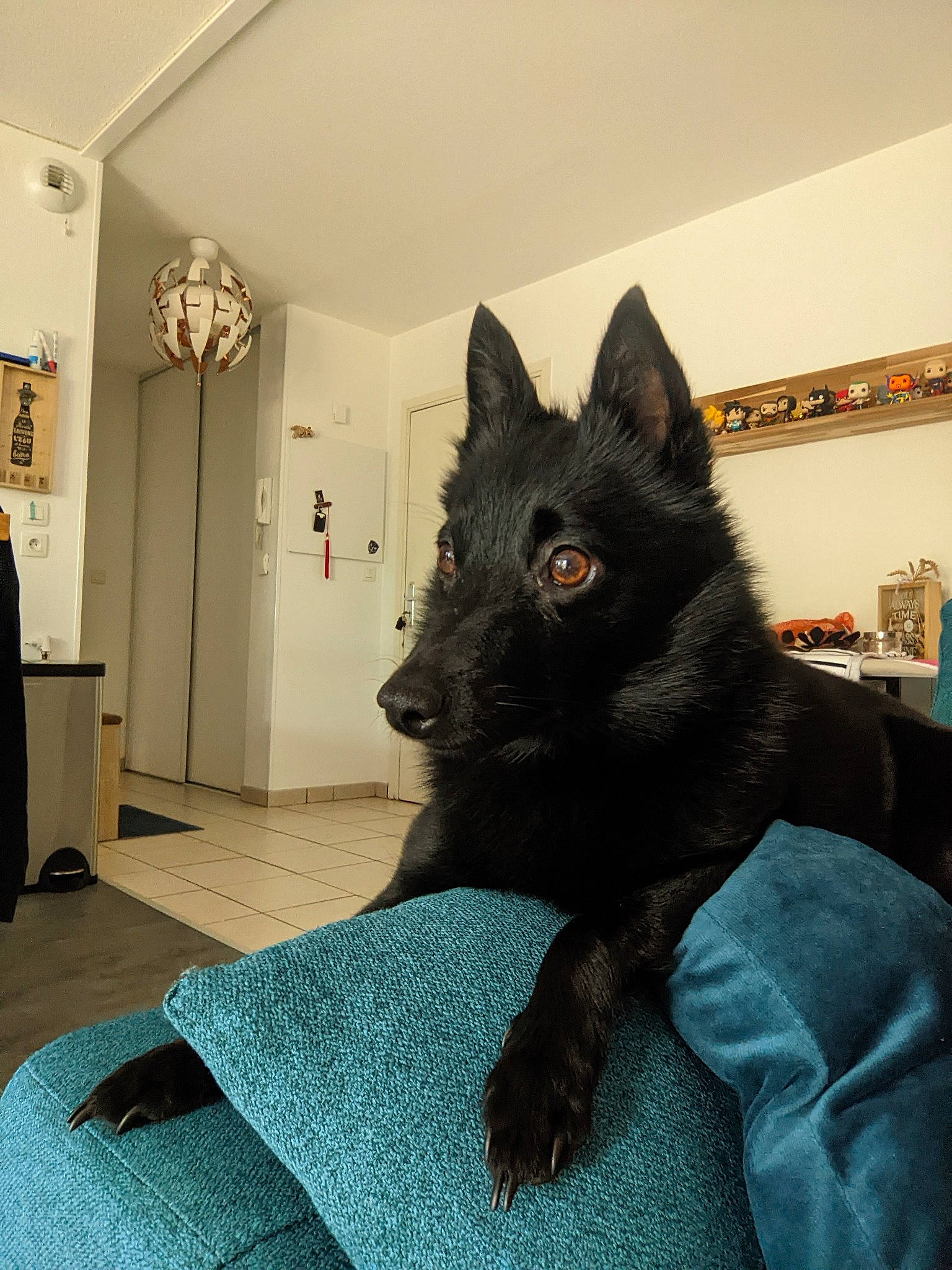 Romy participe au concours pour gagner de l'argent avec cette photo : black_cat, cabinetry, canidae, carnivore, cat, chair, comfort, dog_breed, domestic_short_haired_cat, door, felidae, flooring, fur, grey, room, sitting, small_to_medium_sized_cats, snout, tail, whiskers