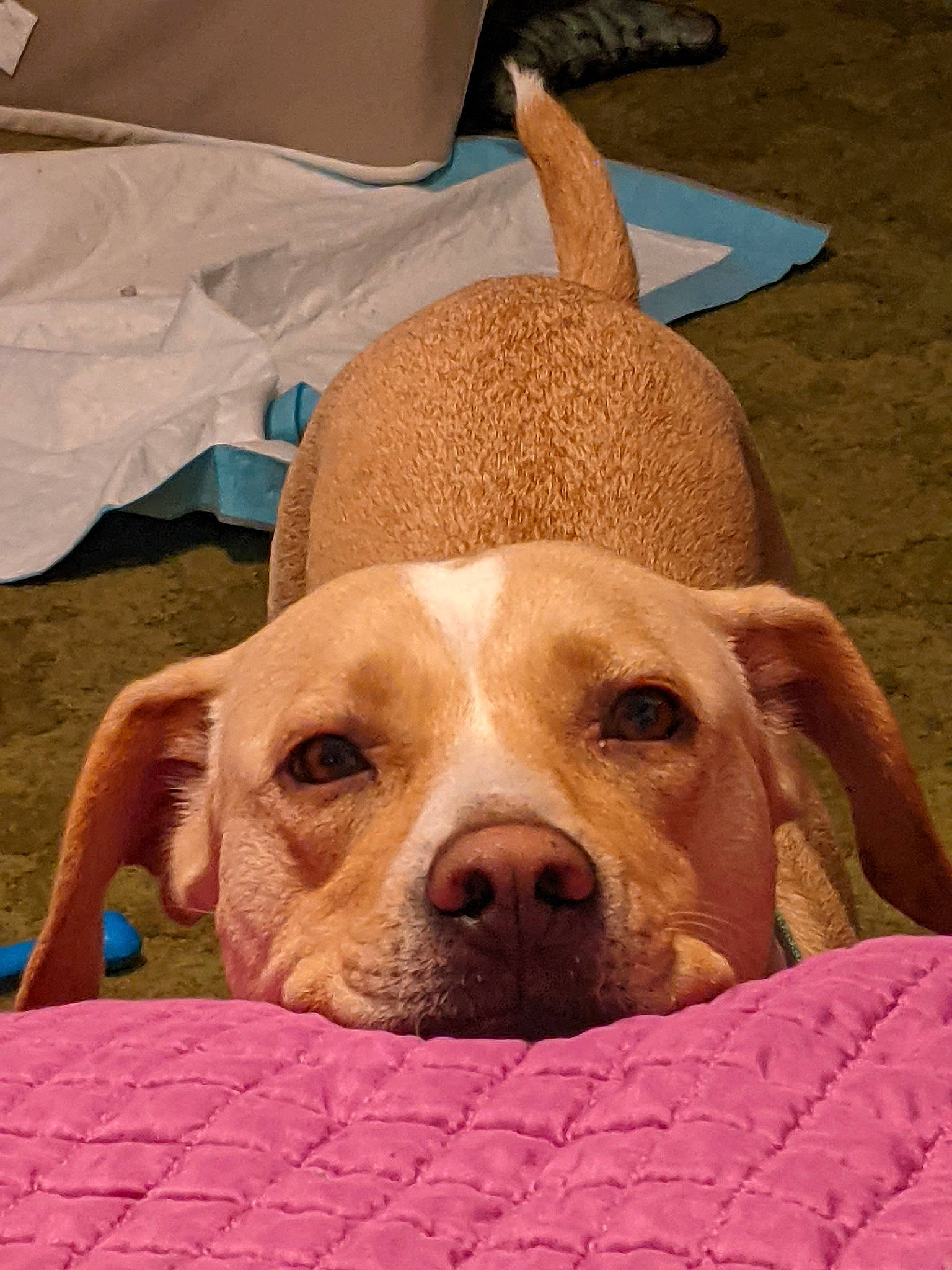 Macy is registered to the contest to win money with this photo: canidae, carnivore, comfort, companion_dog, dog, dog_breed, dog_supply, fawn, liver, non_sporting_group, puppy, snout, sporting_group, toy_dog, whiskers, working_animal