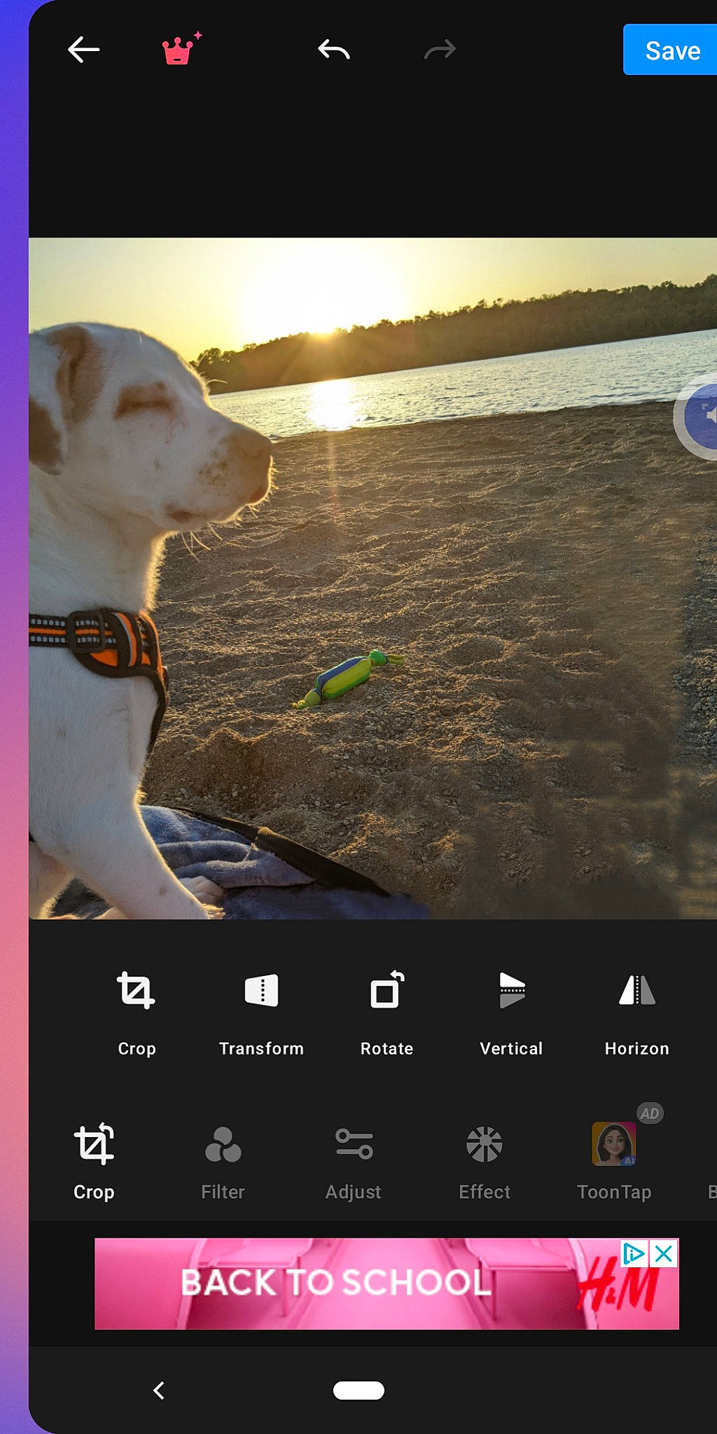 Ringo is registered to the contest to win money with this photo: beach, carnivore, cellular_network, collar, communication_device, dog, dog_breed, dog_collar, font, gadget, gesture, happy, light, mobile_device, multimedia, portable_communications_device, screenshot, sporting_group, telephony, water
