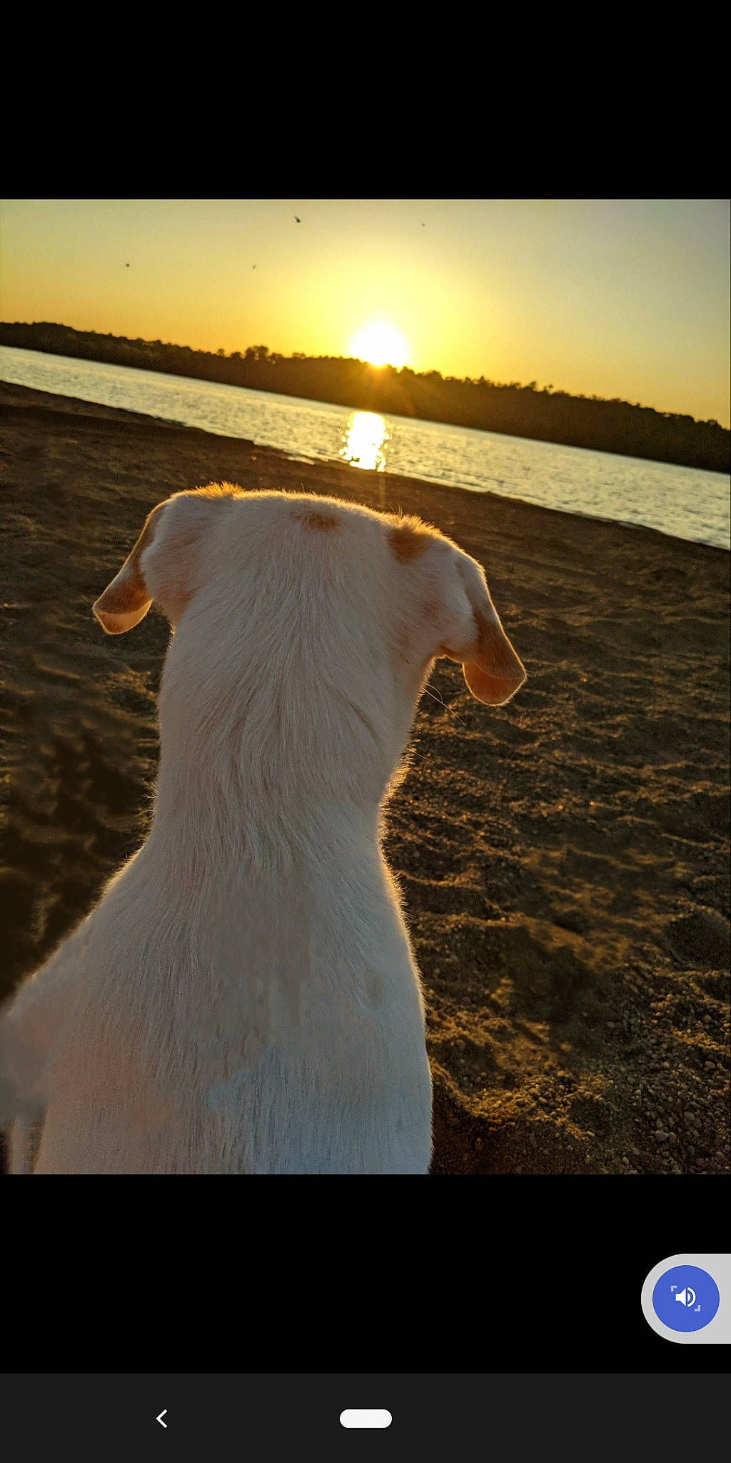 Ringo is registered to the contest to win money with this photo: beauty, body_of_water, calm, carnivore, collar, companion_dog, dog, dog_breed, fawn, horizon, lake, light, morning, seabird, sky, sunlight, tail, water, working_animal, yellow