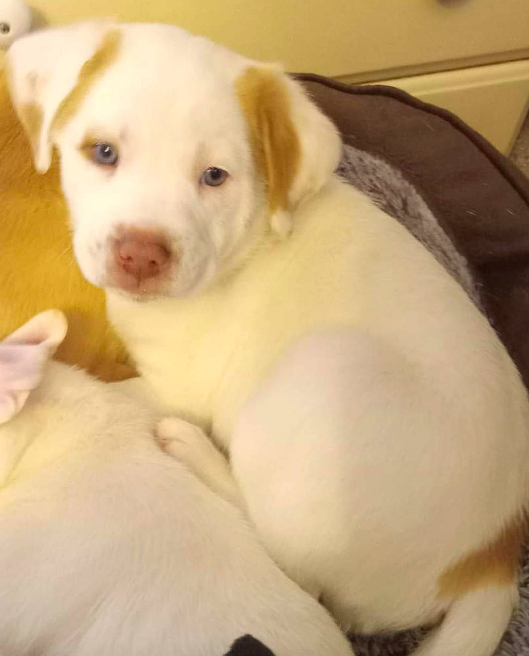 Ringo is registered to the contest to win money with this photo: boxer, carnivore, comfort, companion_dog, dog, dog_breed, fawn, fur, no_expression, non_sporting_group, paw, tail, whiskers, working_animal