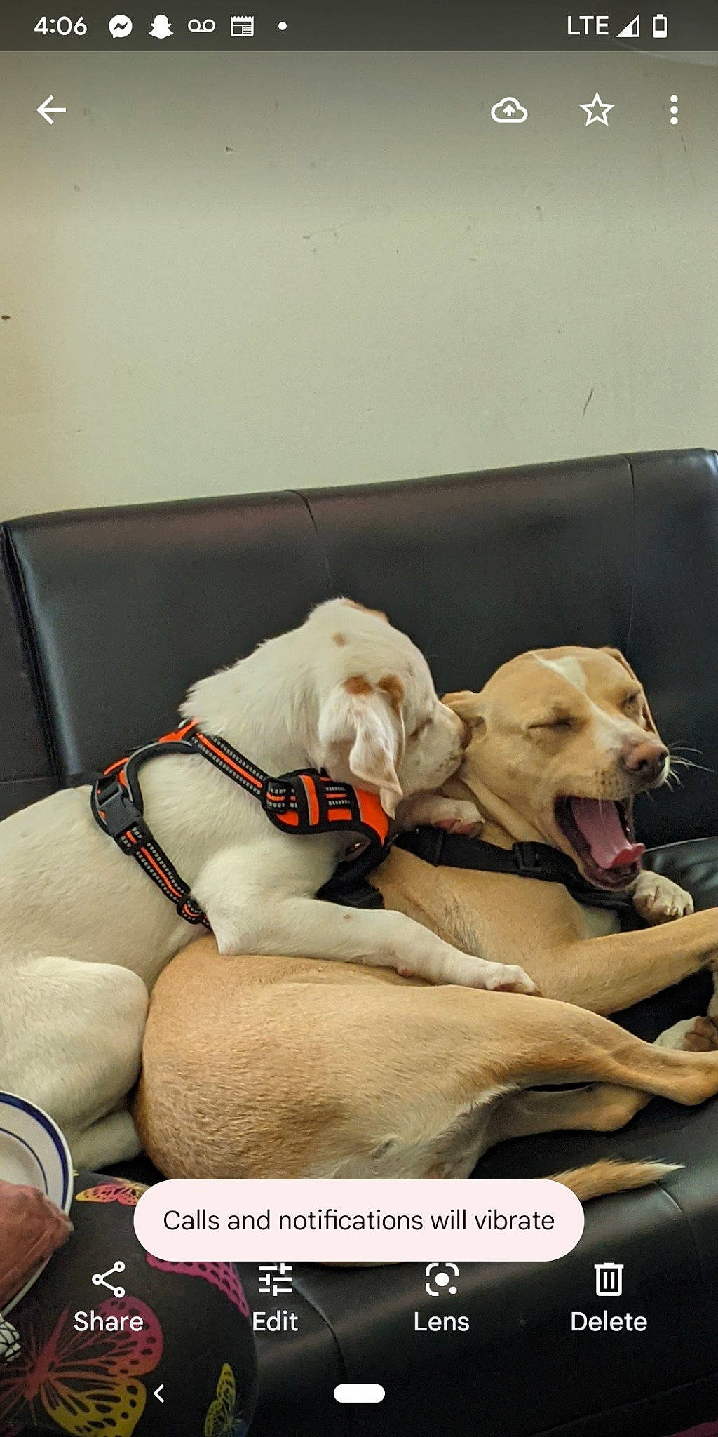 Ringo joined the competition — help win amazing prizes! canidae, carnivore, collar, comfort, companion_dog, dog, dog_breed, dog_collar, dog_supply, fawn, guard_dog, gun_dog, labrador_retriever, non_sporting_group, paw, pet_supply, snout, sporting_group, working_animal, working_dog