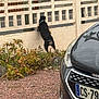 black_fur, brown_fur, car, collar, concrete, curious, daytime, dog, fence, gravel, nature, outdoor, pet, plants, rear_view, road, street, tail, vehicle, yard