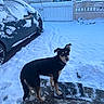 dog, snow, car, gate, house, outdoor, winter, animal, pet, black_and_tan, collar, curious, footprints, fence, daylight, cold, path, backyard, nature, canine