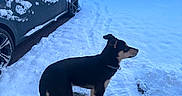 Abby a rejoint le concours — aidez-le/la à gagner de superbes lots ! dog, snow, car, house, gate, sidewalk, collar, winter, outdoor, pet, footprints, daylight, canine, residential, quiet, cold, animal, fence, black, tan