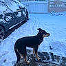 dog, snow, car, house, gate, sidewalk, collar, winter, outdoor, pet, footprints, daylight, canine, residential, quiet, cold, animal, fence, black, tan